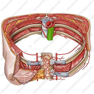Грудная часть аорты (pars thoracica aortae)